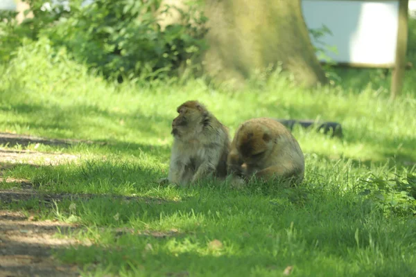 Maymunlar Etraflarını Saran Arabaların Üzerinde Koşuşturuyor — Stok fotoğraf