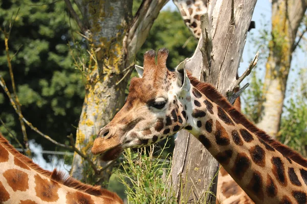 Girafes Nourrissant Dans Parc Safari Royaume Uni — Photo