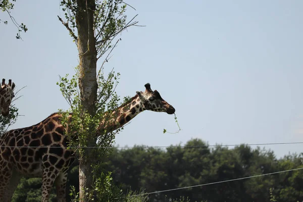Girafes Nourrissant Dans Parc Safari Royaume Uni — Photo