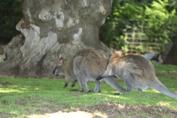 Wallabies Deitado Torno Recinto Zoológico — Fotografia de Stock