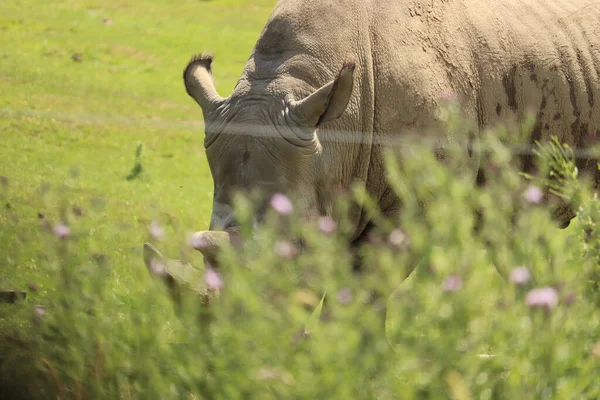 英語の太陽の下でRhinoの放牧 — ストック写真