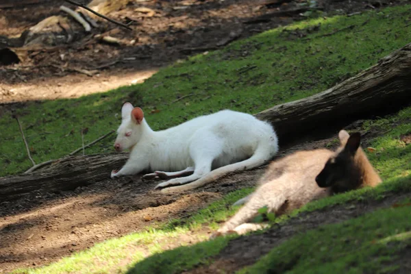 Wallabies Povalují Zoo Ohradě — Stock fotografie