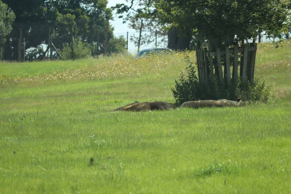 Lejon Som Solar Sommarsolen — Stockfoto