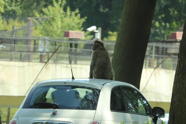 Scimmie Che Arrampicano Sulle Auto Che Attraversano Loro Recinto — Foto Stock