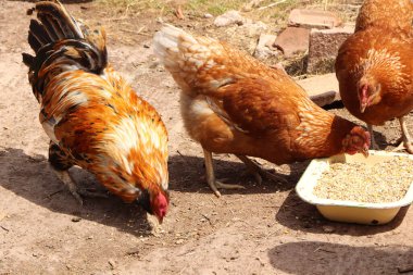 Tavuğun kuyruğunun tüyleri gün ışığında yanıp sönüyor.