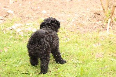 Küçük siyah, sevgili, evcil köpek ön bahçede hoplayıp zıplarken yorgun düşmüş.