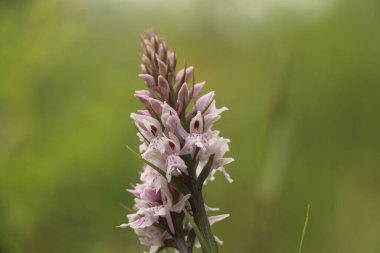 Parlak çiçekler yazın başında bahçeyi aydınlatıyor.