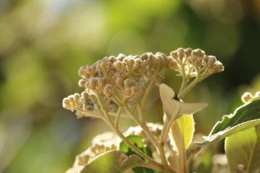 Parlak çiçekler yazın başında bahçeleri aydınlatıyor.