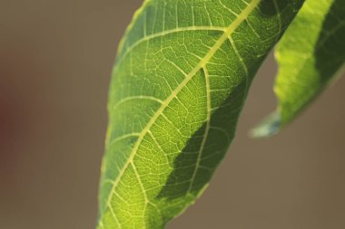 Yeşillik ve yeşillik ormanda gezintiye çıkmış.