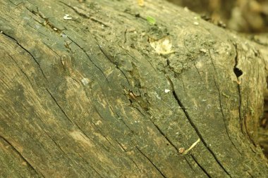 Rutubetli bir günlükte görünen çatlaklar