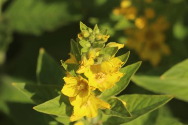 Parlak çiçekler yazın başında bahçeleri aydınlatıyor.