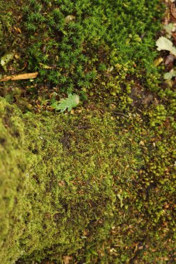 Ağaçta bir ağacın kenarına tutunmuş mantar.
