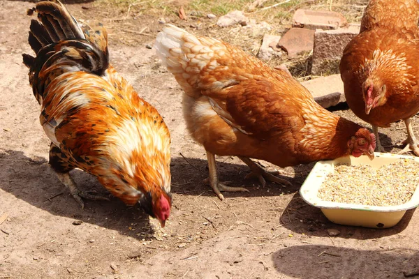 Tavuğun kuyruğunun tüyleri gün ışığında yanıp sönüyor.