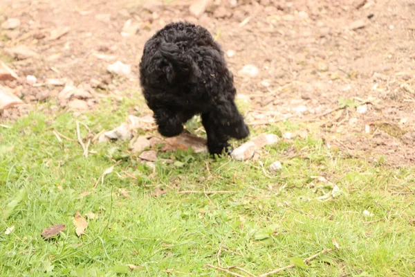 Pequeño Perro Negro Querido Mascota Agotado Después Saltar Alrededor Del — Foto de Stock