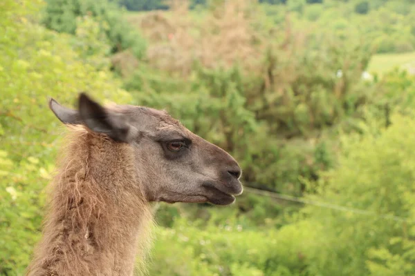 Alpaca Arrabbiato Che Guarda Lontananza Come Stesse Preparando Sputare — Foto Stock