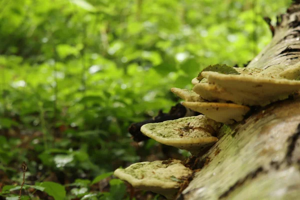 冬に木の側にしがみつく真菌 — ストック写真