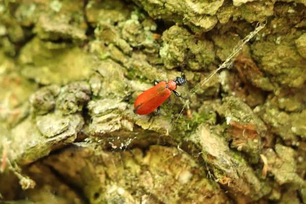 Red Bug Crawling Tree Bark Start Summer — Stock Photo, Image