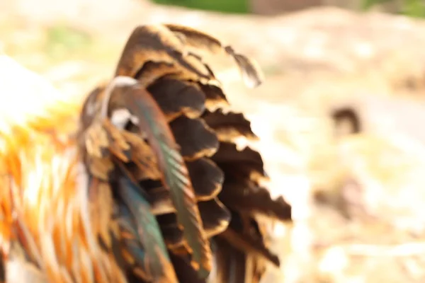 Φτερά Της Ουράς Ενός Κοτόπουλου Αναβοσβήνουν Στο Φως Του Ήλιου — Φωτογραφία Αρχείου