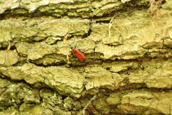 Red Bug Crawling Tree Bark Start Summer — Stock Photo, Image