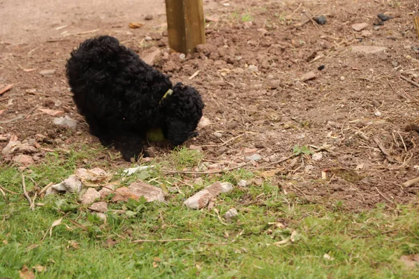 Kleiner Schwarzer Geliebter Erschöpfter Hund Nach Einem Sprung Durch Den — Stockfoto