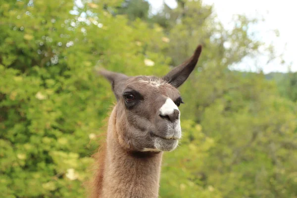 Angry Alpaca Glaring Distance Looking Preparing Spit — Stock Photo, Image