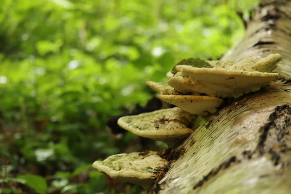 Pilz Klammert Sich Winter Die Seite Eines Baumes Wald — Stockfoto