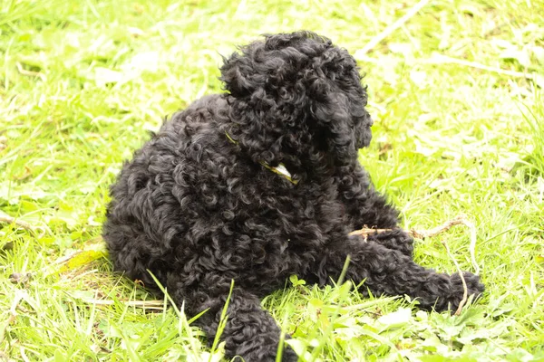 Kleiner Schwarzer Geliebter Erschöpfter Hund Nach Einem Sprung Durch Den — Stockfoto