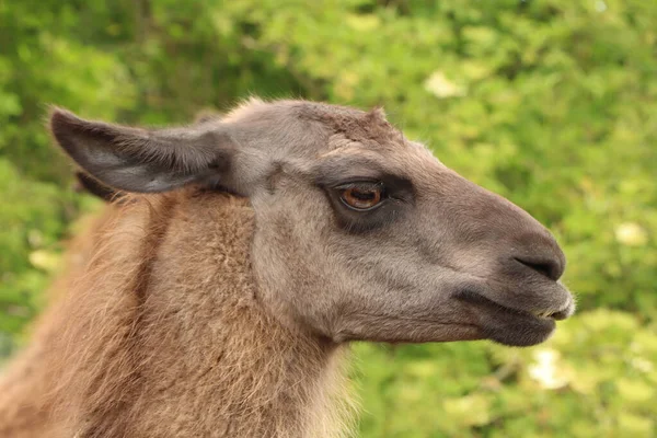 Uma Alpaca Furiosa Olhar Distância Como Estivesse Preparar Para Cuspir — Fotografia de Stock