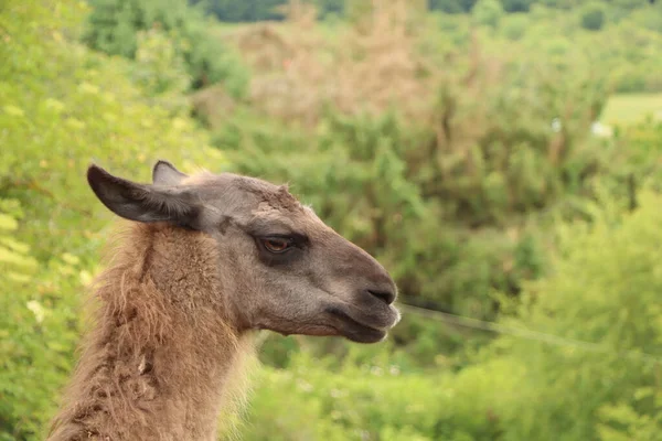 Alpaca Arrabbiato Che Guarda Lontananza Come Stesse Preparando Sputare — Foto Stock