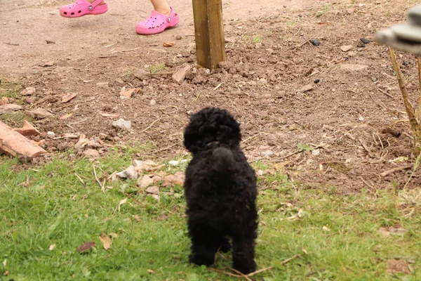 Pequeno Preto Amado Cão Estimação Exausto Depois Pular Redor Jardim — Fotografia de Stock