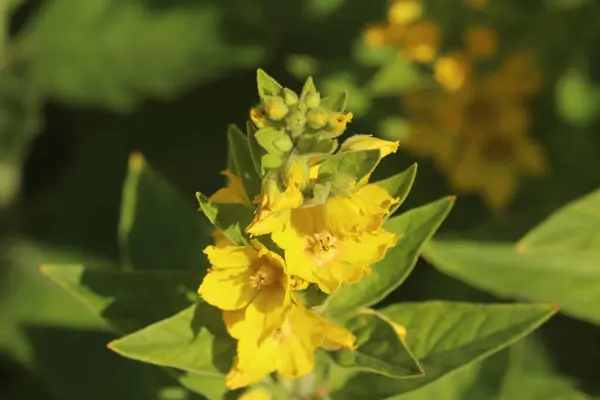 Ljusa Blommor Lyser Upp Trädgårdar Början Sommaren — Stockfoto