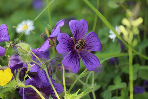 Bright flowers lighting up gardens at the start of summer