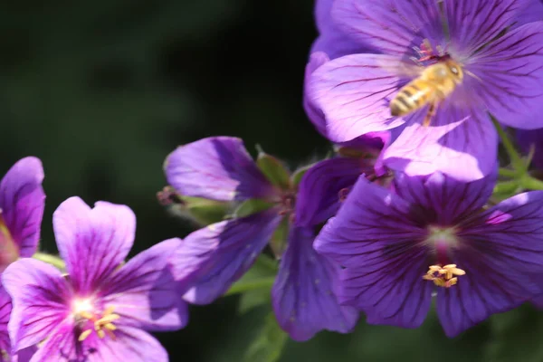 Ljusa Blommor Lyser Upp Trädgårdar Början Sommaren — Stockfoto