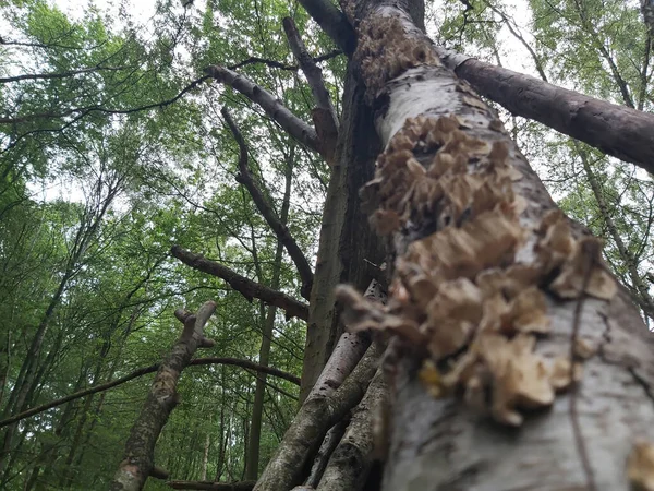 Houba Ulpí Straně Stromu Lese Zimě — Stock fotografie