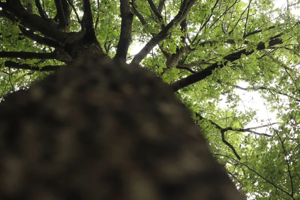 蚂蚁洞察英国森林的树冠 — 图库照片