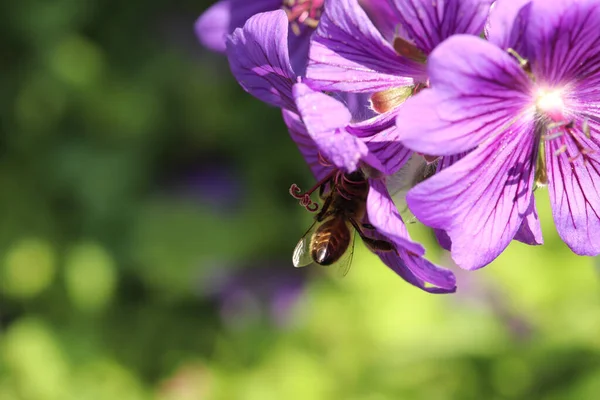 Ljusa Blommor Lyser Upp Trädgårdar Början Sommaren — Stockfoto