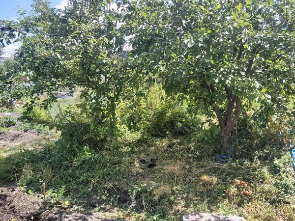 Verde Fogliame Durante Una Passeggiata Nella Foresta — Foto Stock