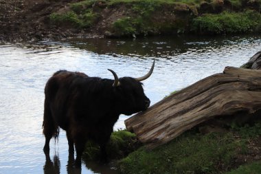 Hertfordshire 'da bir derede otlayan İskoç ineği. 