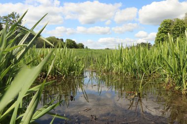 Zemin kat çamura yakın ve su bir dereden aşağı akıyor.