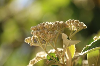 Parlak çiçekler yazın başında bahçeleri aydınlatıyor.