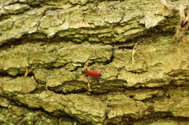 Yazın başında ağaç kabuğunun üzerinde sürünen kırmızı böcek.