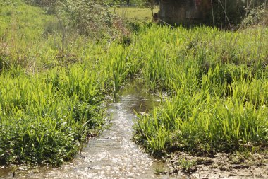 Zemin kat çamura yakın ve su bir dereden aşağı akıyor.