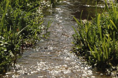 Zemin kat çamura yakın ve su bir dereden aşağı akıyor.