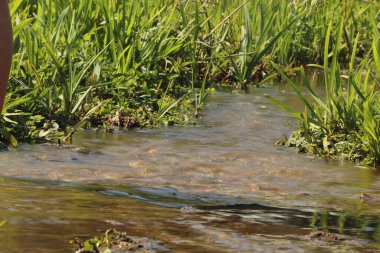 Zemin kat çamura yakın ve su bir dereden aşağı akıyor.