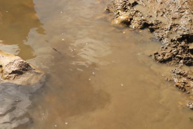 Zemin kat çamura yakın ve su bir dereden aşağı akıyor.