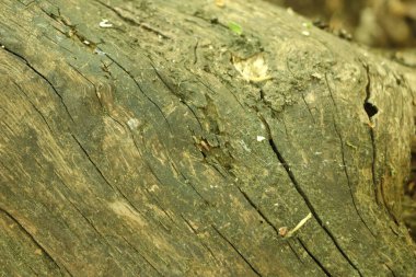 Rutubetli bir günlükte görünen çatlaklar