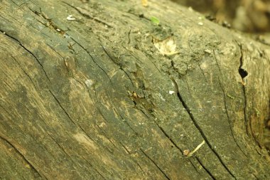 Rutubetli bir günlükte görünen çatlaklar