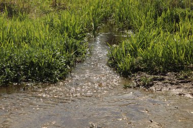 Zemin kat çamura yakın ve su bir dereden aşağı akıyor.