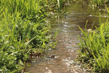 Zemin kat çamura yakın ve su bir dereden aşağı akıyor.