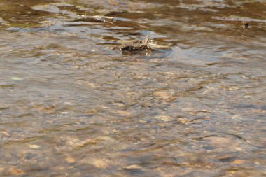 Zemin kat çamura yakın ve su bir dereden aşağı akıyor.